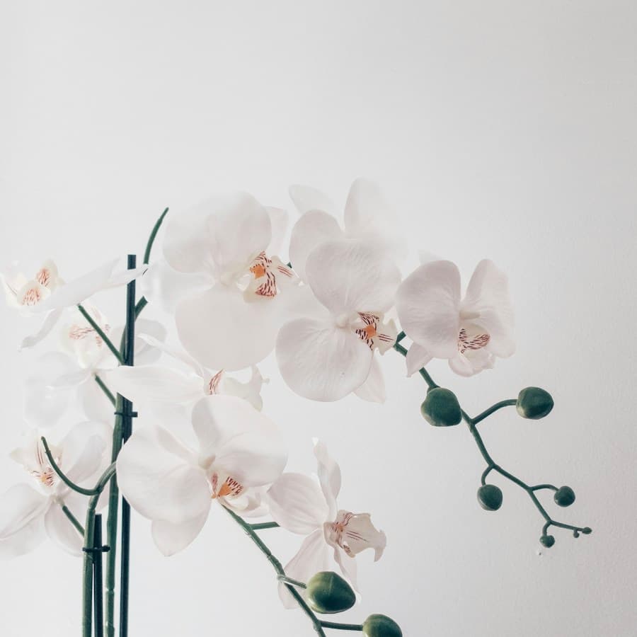 White Orchid Arrangement