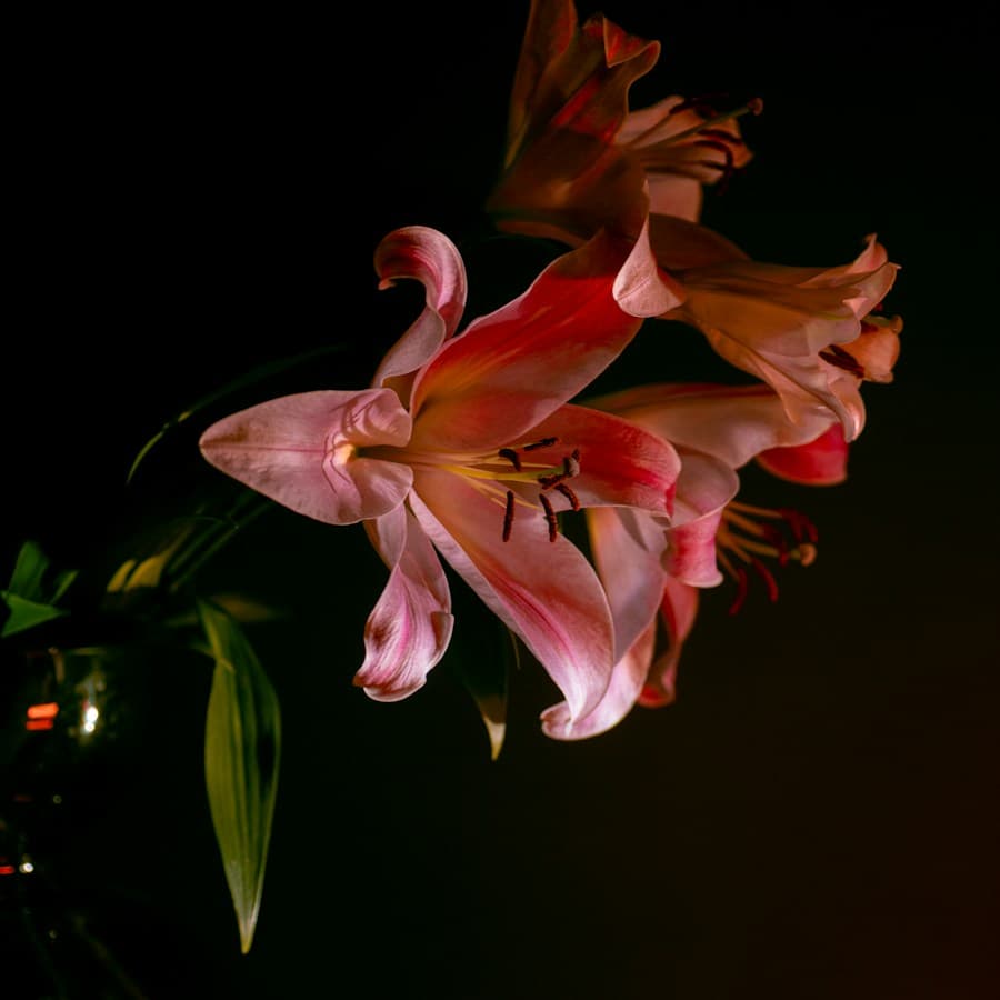 Oriental Lily Bouquet