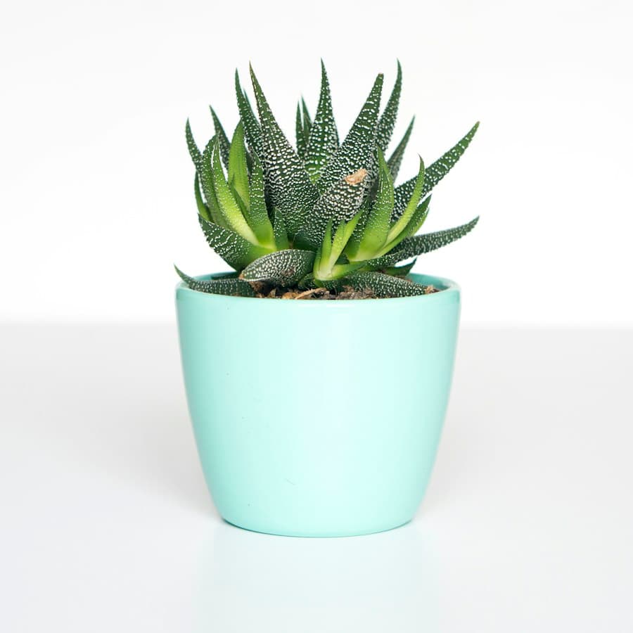 Haworthia Succulent in Mint Pot
