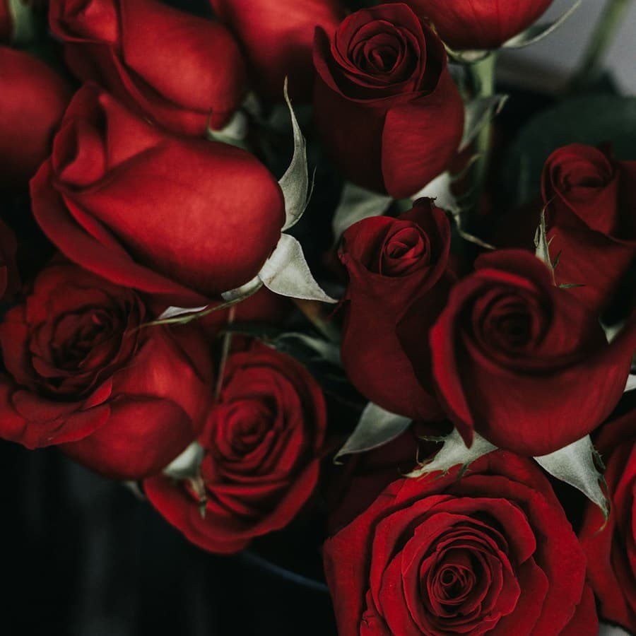 Premium 24 Red Roses Bouquet