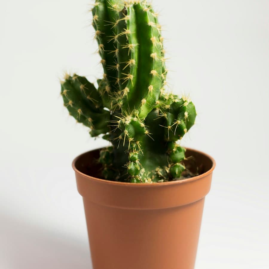 Mini Cactus Trio