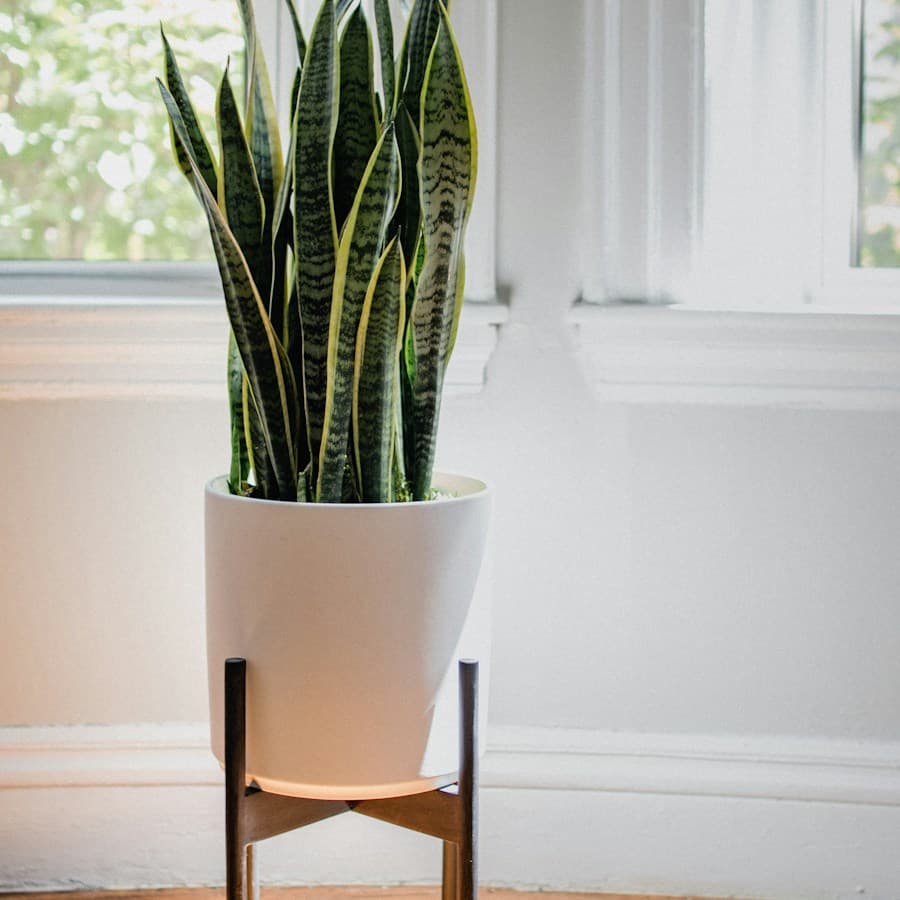 Snake Plant (Sansevieria)