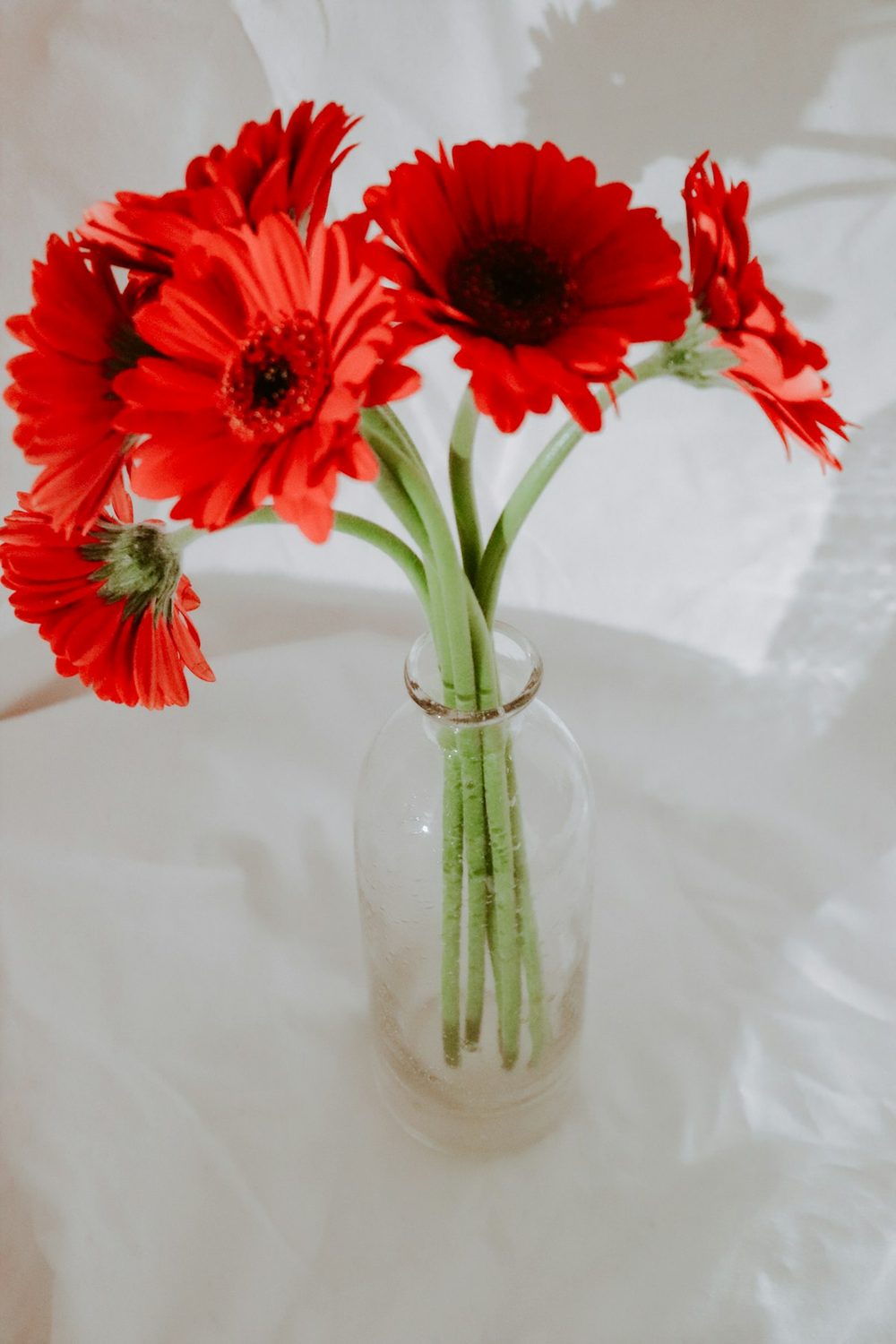 Vibrant Gerbera Mix