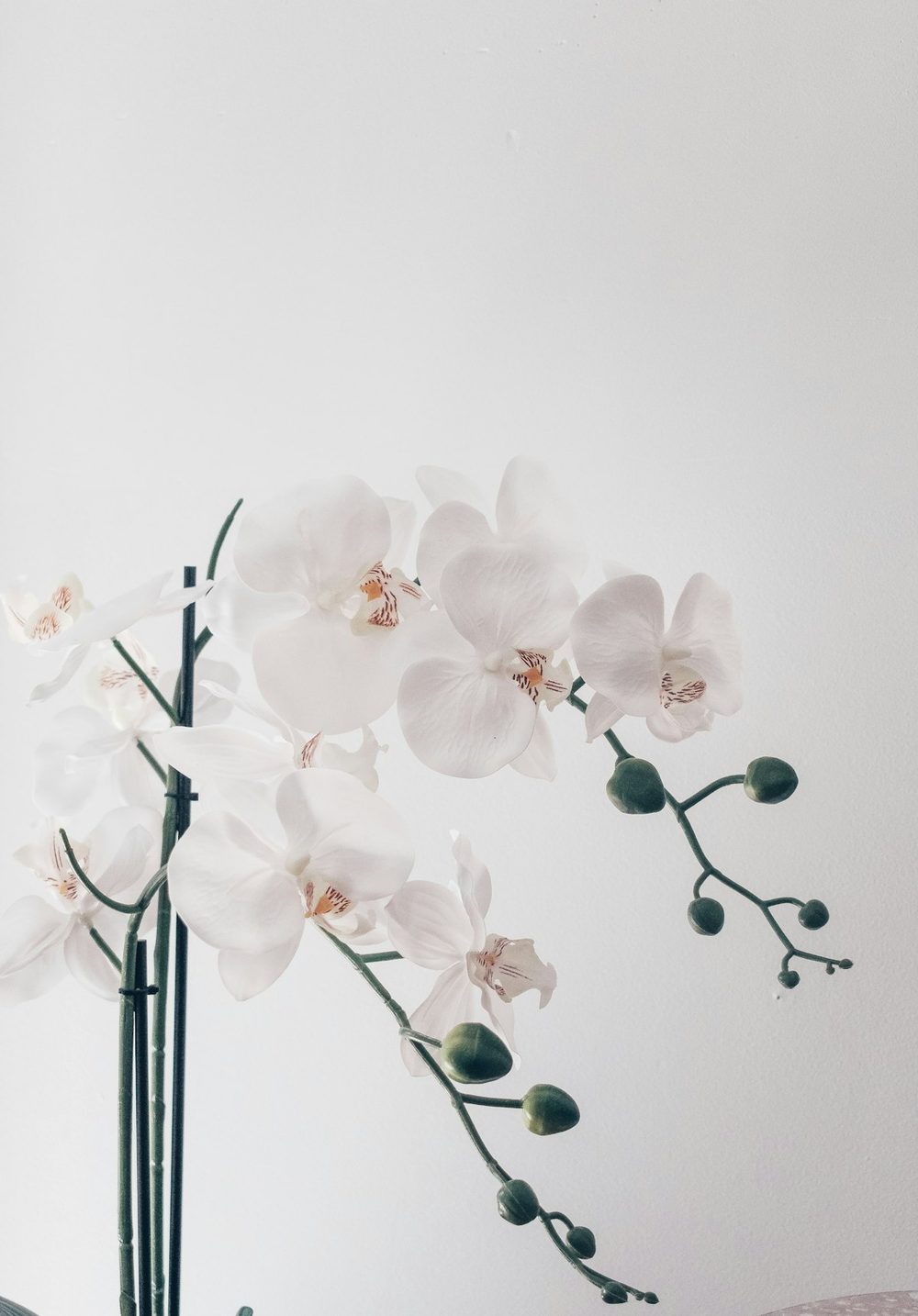 Pure Zen White Orchids